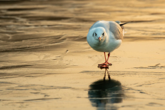 Chabod Luc, Mouette retouchée, couleur, animalier