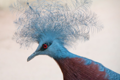 Chabod Luc, Pigeon Victoria, couleur ,  animalier