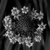 CHABOD Luc, Scille du Pérou, monochrome, proxy