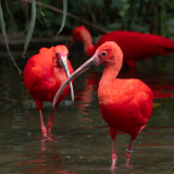 Chabod Luc, Ibis, couleur ,  animalier