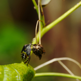 DONNIO-PUECHOULTRES Arielle, Punaise verte curieuse, couleur ,  animalier
