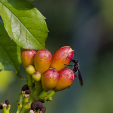 DONNIO-PUECHOULTRES Arielle, Une charmante Mexicaine, couleur ,  animalier
