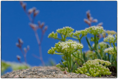 DONNIO Arielle, Ciste Marine, couleur, nature