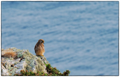DONNIO Arielle, Faucon Crécerelle, couleur, animalier