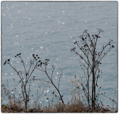 DONNIO Arielle, Maceron sauvage, couleur, nature