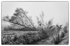 LORRE Arnaud, Brouillard 1,  monochrome, nature