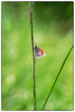 DONNIO-PUECHOULTRES Arielle, Fadet commun, couleur, nature