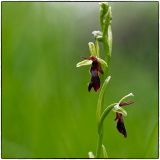 DONNIO-PUECHOULTRES Arielle, Ophrys Mouche, couleur, nature