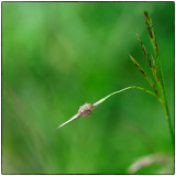 DONNIO-PUECHOULTRES Arielle, Punaise diabolique, couleur, nature