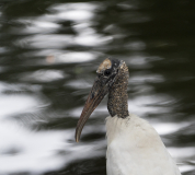 FEDERLE_Didier_-Tantale-Amerique_DSC5953