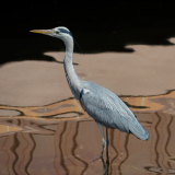 FEDERLE_Didier_-gray-heron-foot-in-the-oil