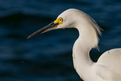 FEDERLE Didier, Aigrette neigeuse enrhumée, couleur, animalier