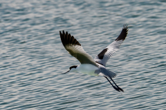 FEDERLE Didier, Elegante Avocette, couleur, animalier