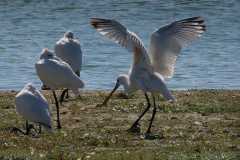 FEDERLE_Didier_Landing_DSC1605