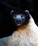 FEDERLE_Didier_Looking-at-me_DSC1352