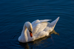 FEDERLE_Didier_Ronds-dans-eau_S1N5383