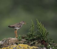 FEVRE Caroline, Chevalier, couleur ,  animalier