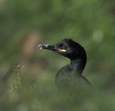 FEVRE Caroline, Cormoran, couleur ,  animalier