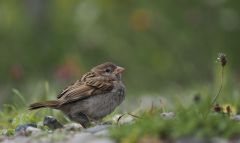 FEVRE Caroline, Moineau, couleur ,  animalier