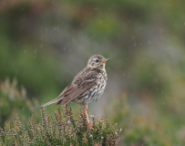 FEVRE Caroline, Pipit sous la pluie, couleur, animalier