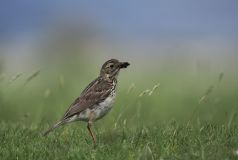 FEVRE Caroline, Pipit, couleur ,  animalier