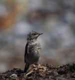 FEVRE Caroline, Traquet juvénile, couleur, animalier