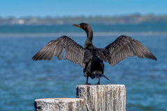 FEDERLE Didier, Cormoran ailes déployées CO, couleur, animalier