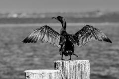 FEDERLE Didier, Cormoran ailes déployées NB, monochrome, animalier