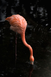 FEDERLE Didier, Flamingo in the dark, couleur, animalier