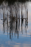 FEDERLE Didier, Reflexion up and down, couleur, nature