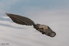 FEDERLE Didier, Aligator style minimaliste, couleur, nature