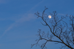 FOURNIER Laurence, 1ère lune, couleur, nature