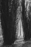 FOURNIER Laurence, Arbres, monochrome, nature