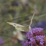 Hervieu Isabelle, Envol, couleur ,  proxy