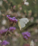 Hervieu Isabelle, Papillon, couleur ,  proxy