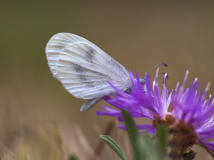 Hervieu_ Isabelle, Hervieu_Isabelle_papillon, couleur, proxy