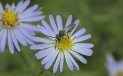 Hervieu Isabelle, Hervieu_Isa_insecte, couleur, proxy