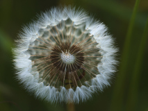 Hervieu_Isabelle, Hervieu_Isa_pissenlit, couleur, macrophotographie