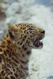 AMOZOQUENO Camilo, Je te regarde, couleur ,  animalier