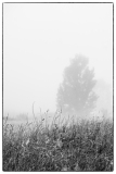 LORRE Arnaud, Brouillard 2,  monochrome, nature