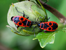 LORRE Arnaud, Rouge & Noir, couleur ,  animalier