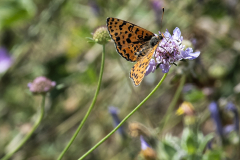 Lavelle_Frederic_Nature_1