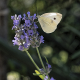 Lavelle_Frederic_Nature_2