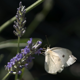 Lavelle_Frederic_Nature_3