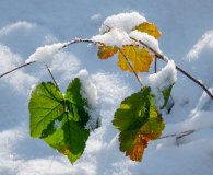 Le Bourhis Josette, 3 feuilles sous la neige, couleur, nature