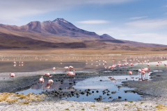 Le Bourhis Josette, Chili laguna et flamants, couleur, nature
