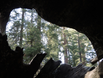 Le_Bourhis_Josette-bison-de-sequoia