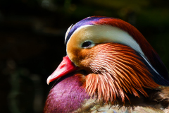 Le Bourhis Josette, Canard mandarin, couleur ,  animalier