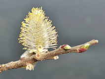 Le Bourhis Josette, chaton, couleur, proxy