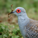 Le Bourhis Josette, Colombe diamant, couleur ,  animalier
